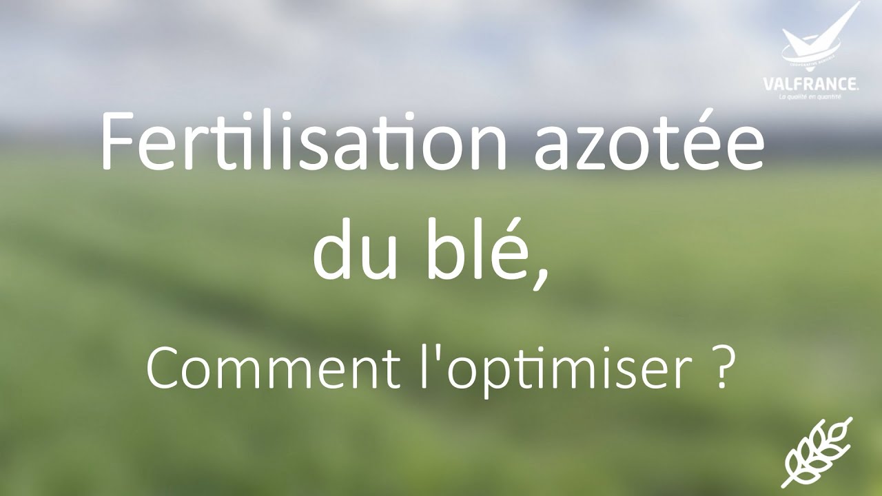 Fertilisation azotée du blé, comment l'optimiser ?