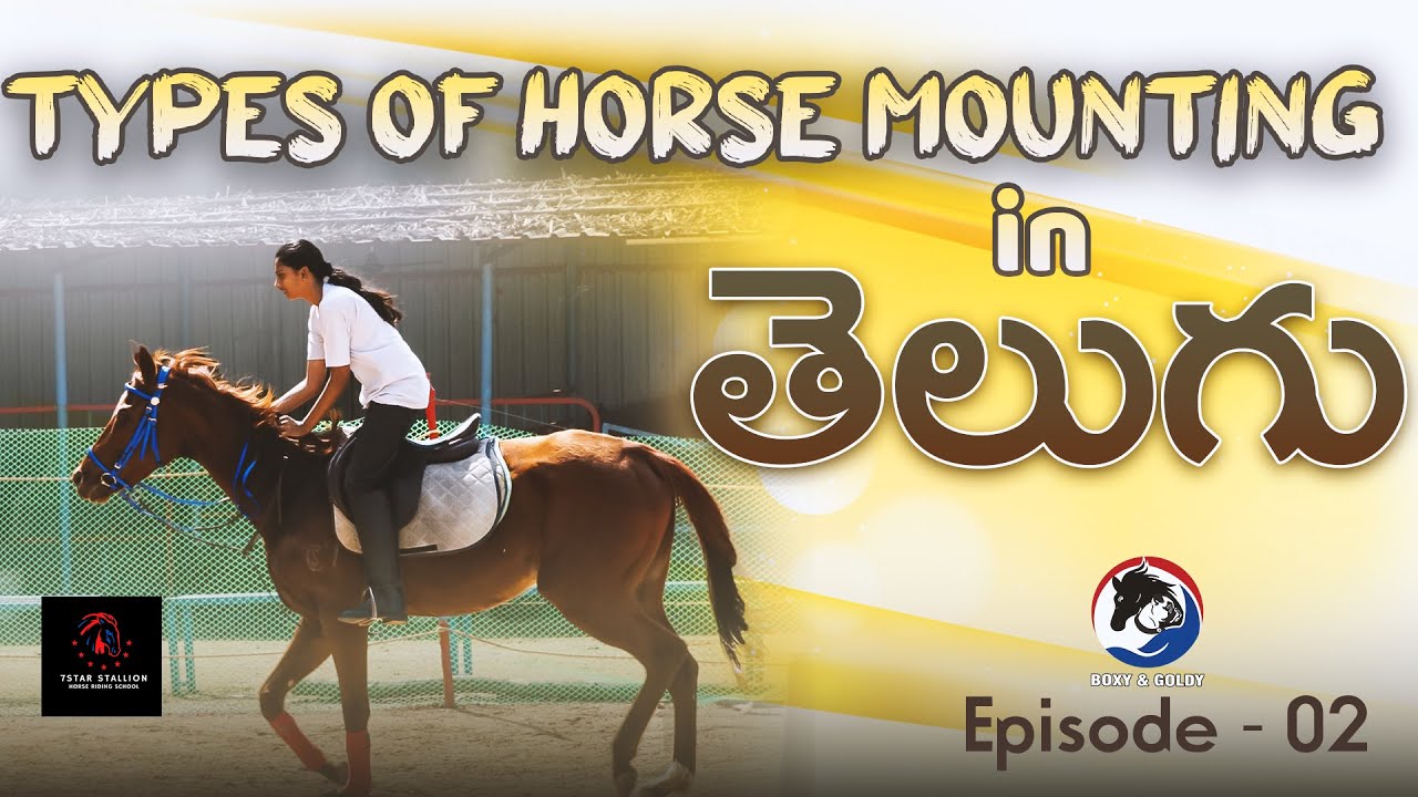 Types Of Horse Mounting || Episode-2||Boxy & Goldy