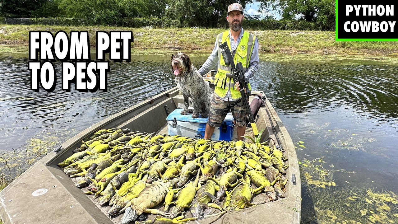 Why Iguanas Are a Big Problem in Florida