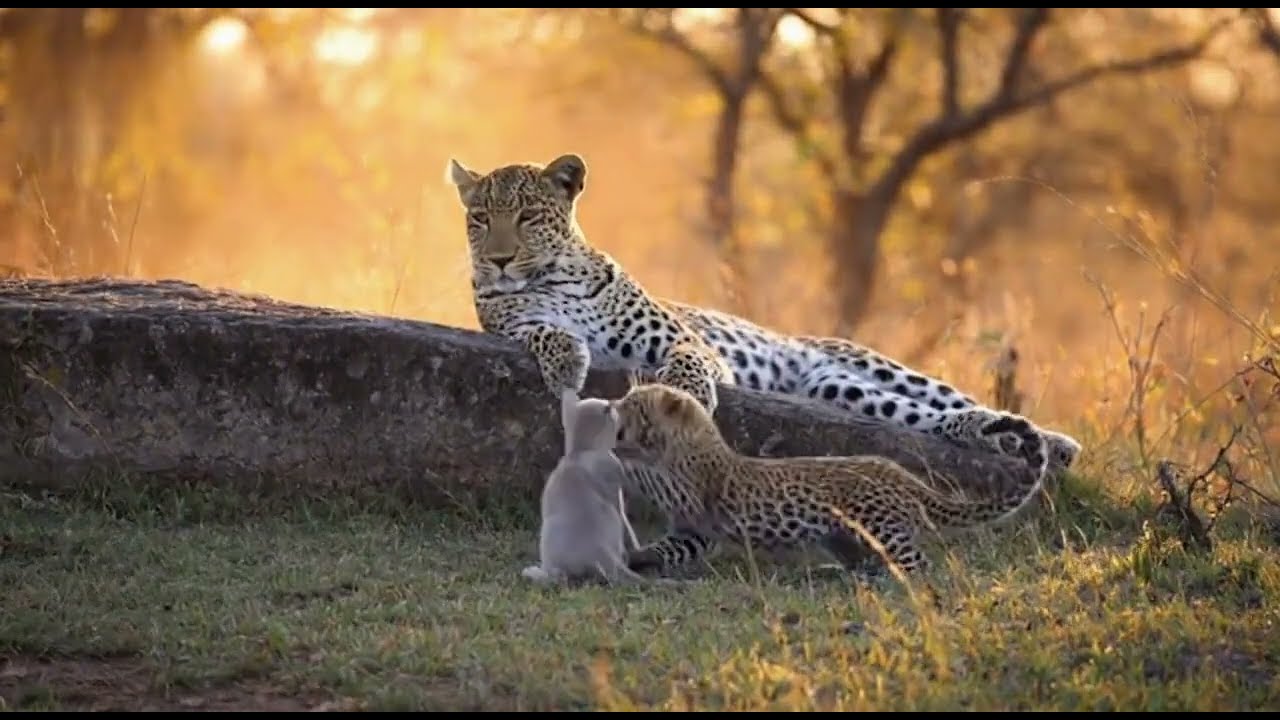 Gentle Cat Playing With Calm Baby Leopard ❤️🐆 So Adorable!