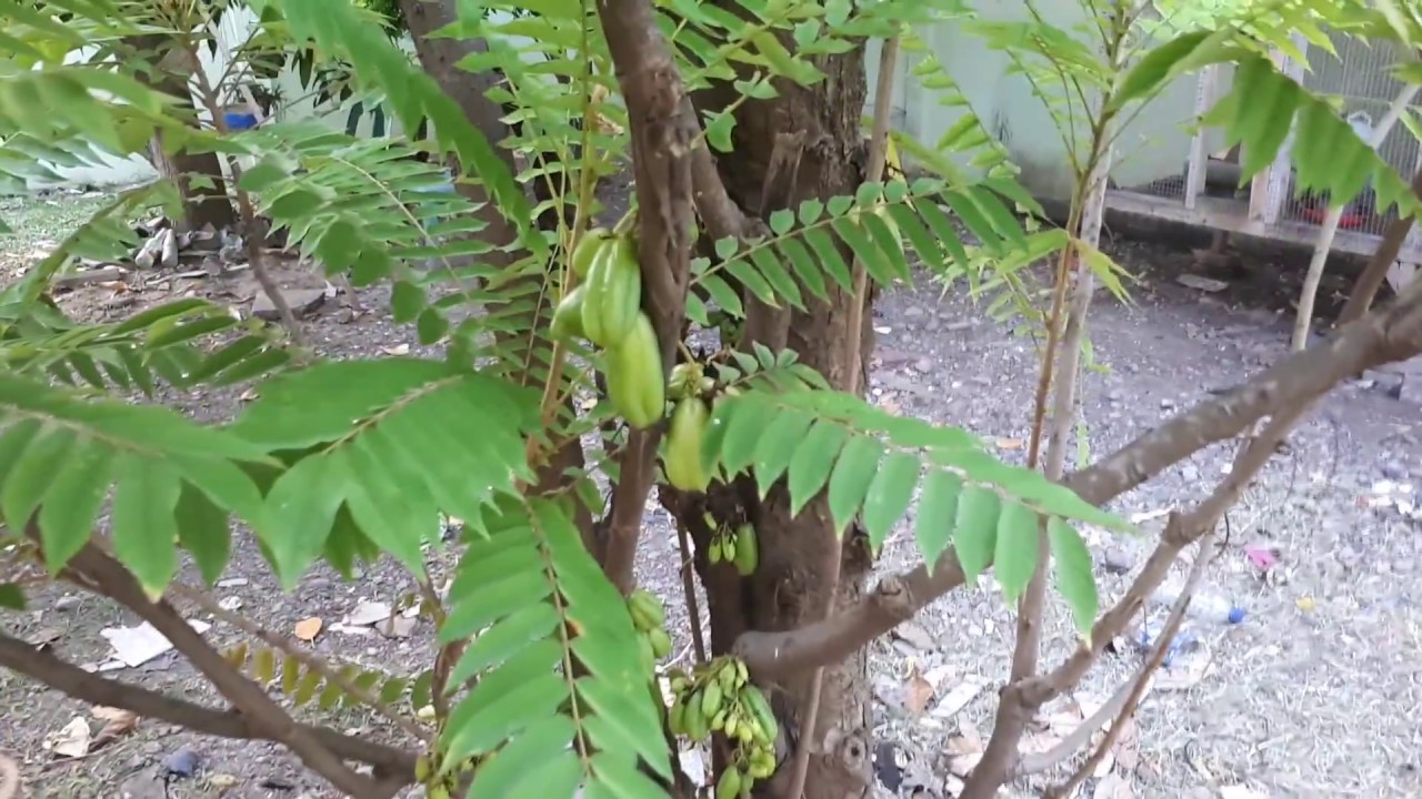 Averrhoa Bilimbi Tree - Plant Collection