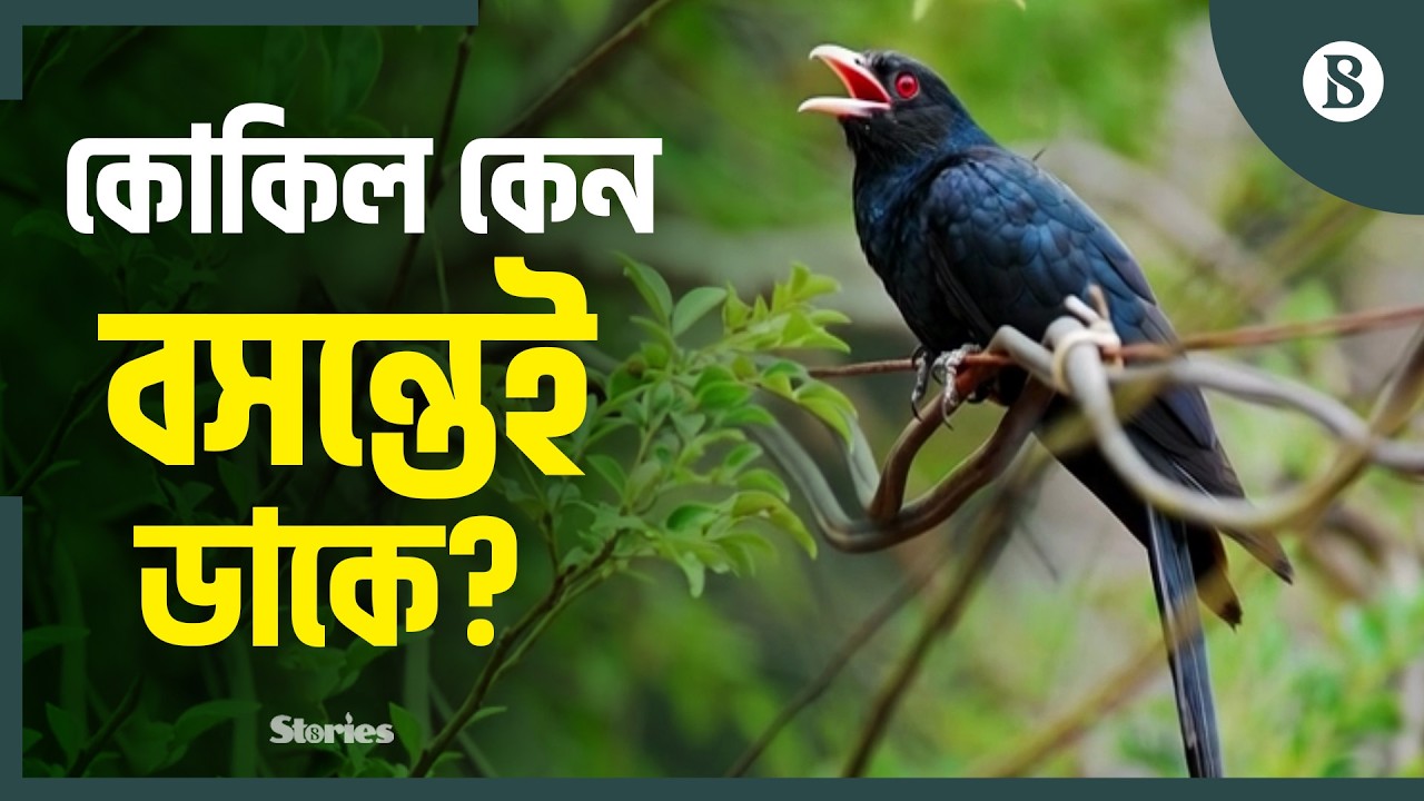 কেন অন্যের বাসায় ডিম পাড়ে কোকিল? | Cuckoo Bird Mystery | The Business Standard