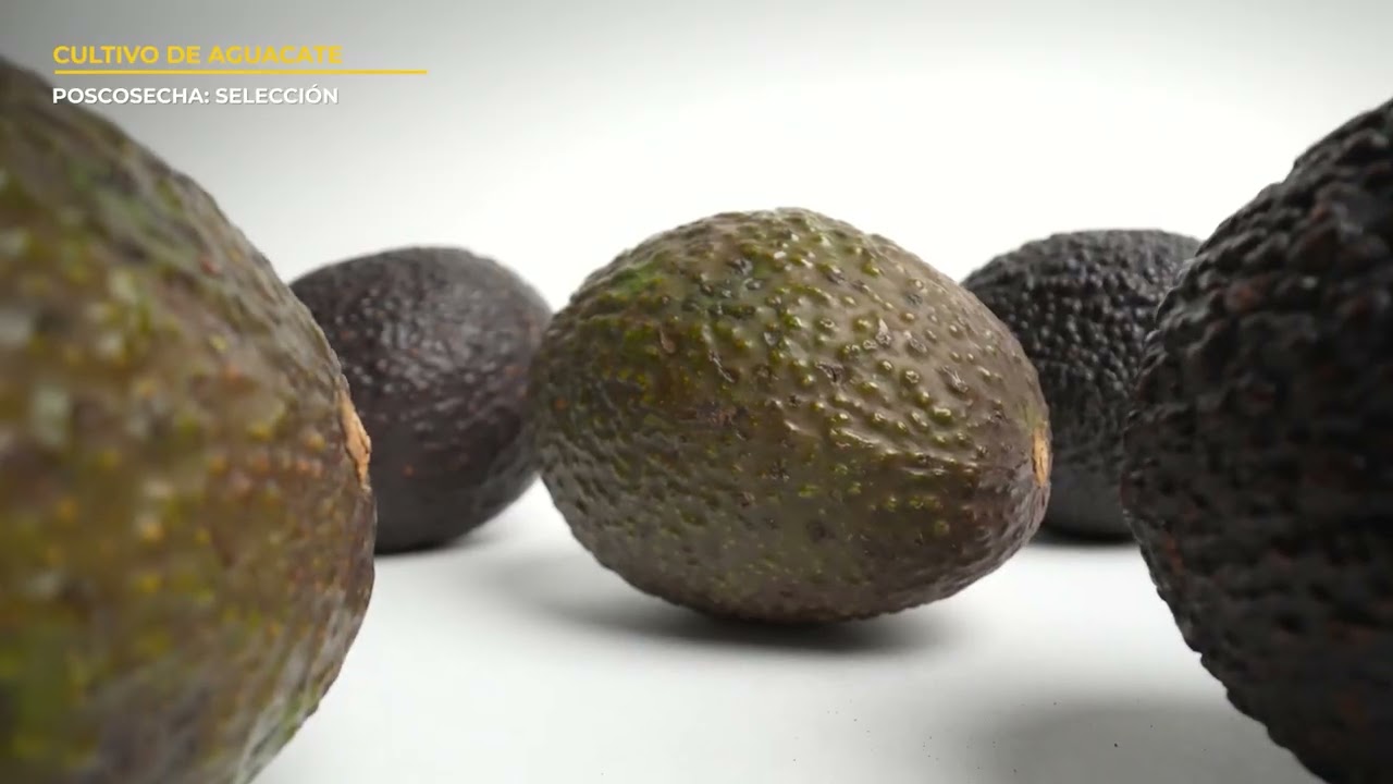 FIEDS 06 AGUACATE COSECHA