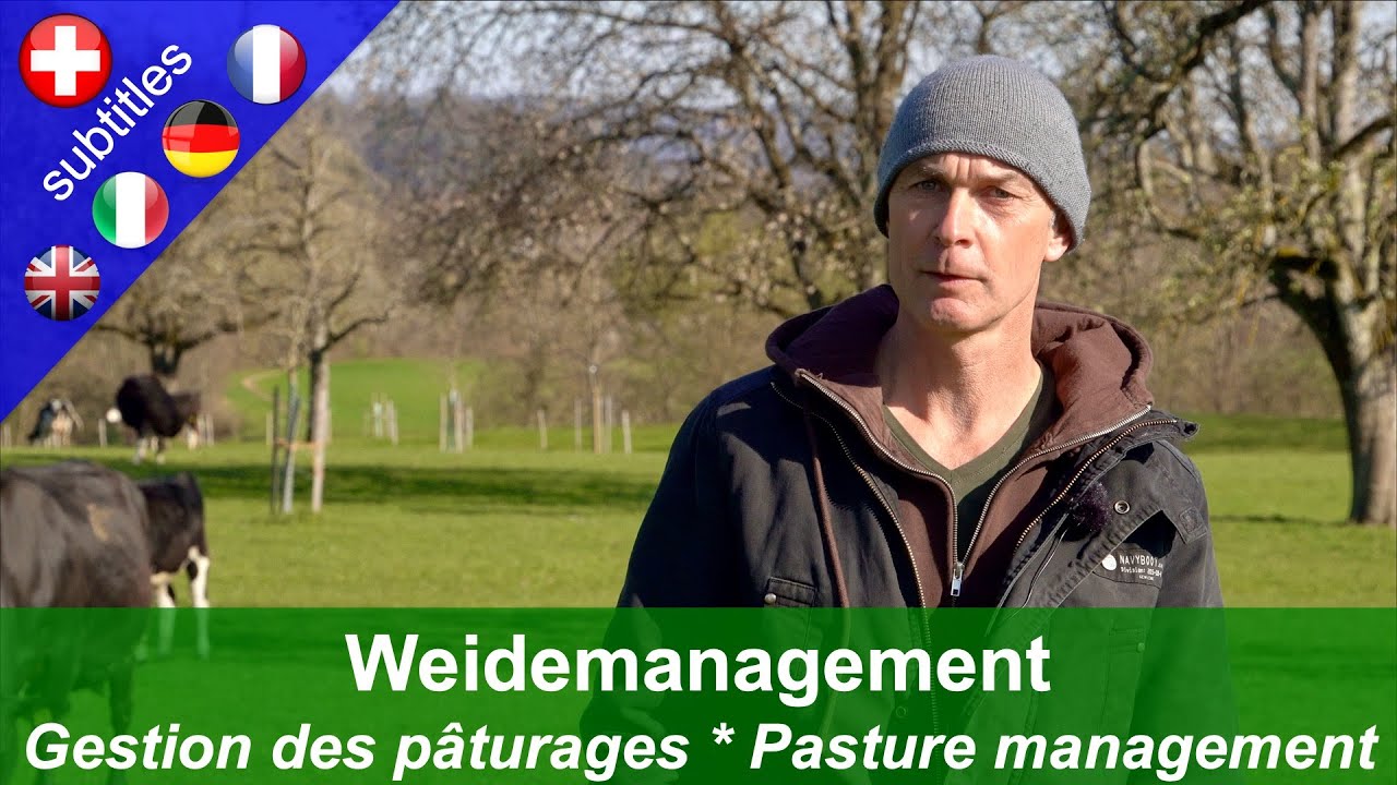 Weidemanagement: Kurzrasenweide auf mehreren Koppeln auf dem Betrieb der Familie Trachsel, Seon/AG