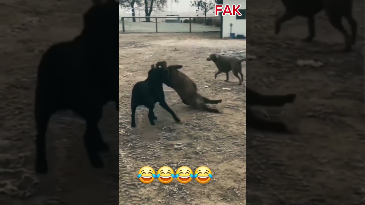 funny dogs. laugh out loud
