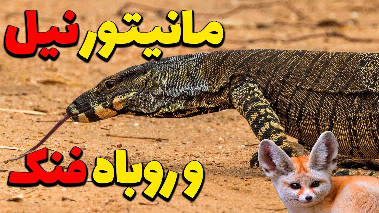 مانیتور نیل - حیوانی که خیلی کم برای ما آشناست - سوسمار نیل - مستند فارسی حیات وحش