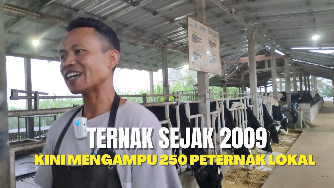 PAK SAMSUL‼️MULAI DARI 0 KINI MENGAMPU 250 PETERNAK SAPI PERAH