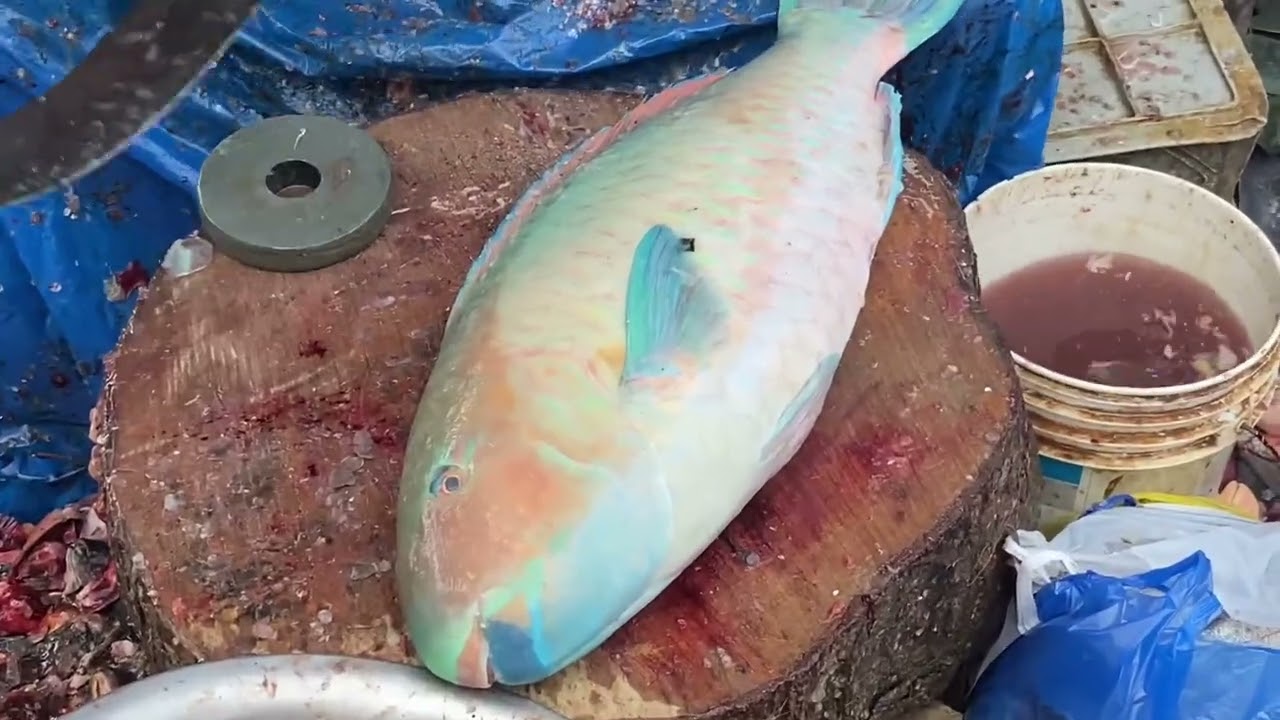 Ukkadam fish market #coimbatore #ukkadam #fish #fishmarket #market #ytshorts #parrotfish