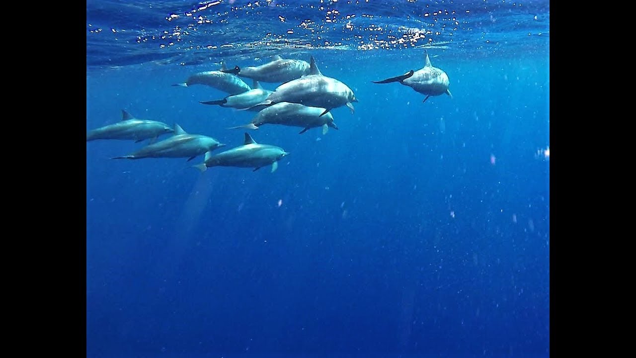 Marsa Alam / steigenberger Coraya / Coraya Divers