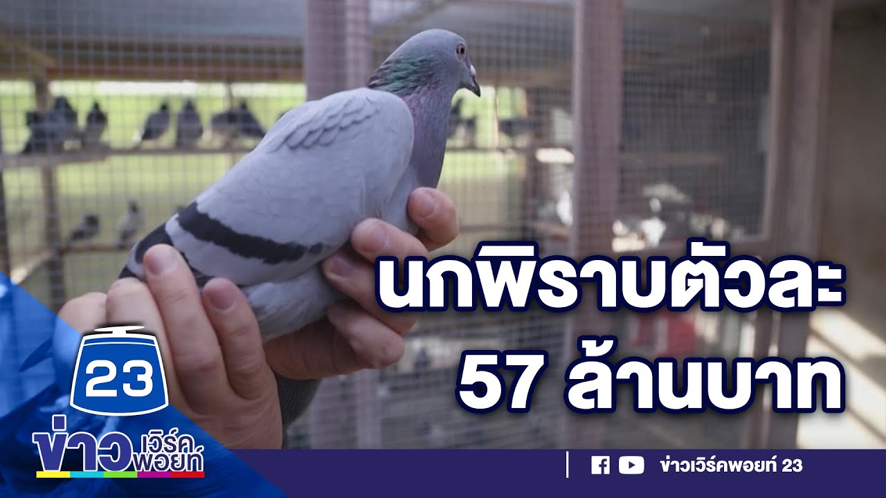 สถิติโลก ประมูล นกพิราบแข่ง ตัวเดียว 57 ล้านบาท   | ด่วนข่าวเที่ยง 16 พ.ย. 63