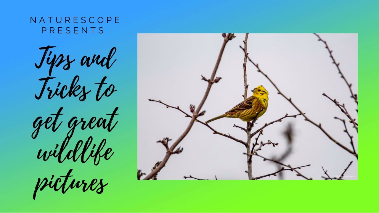 Tips & Tricks to get GREAT Wildlife Pics!
