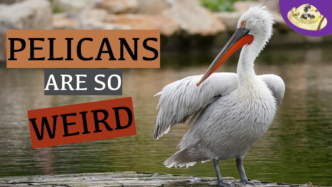 Weird and Wonderful Animals: Pelican | 5 Unusual Things About Pelicans! Animal Research Projects