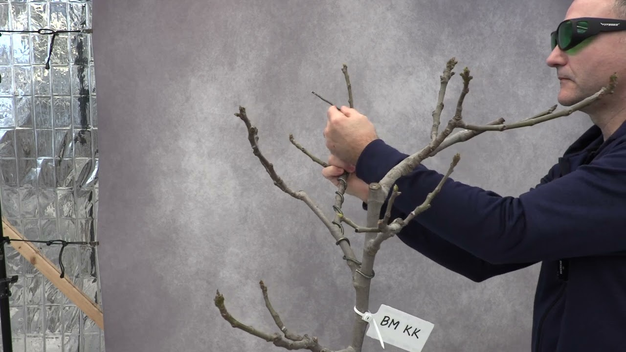 Fig Pruning And Training 1 Black Madeira KK @backyardfigs