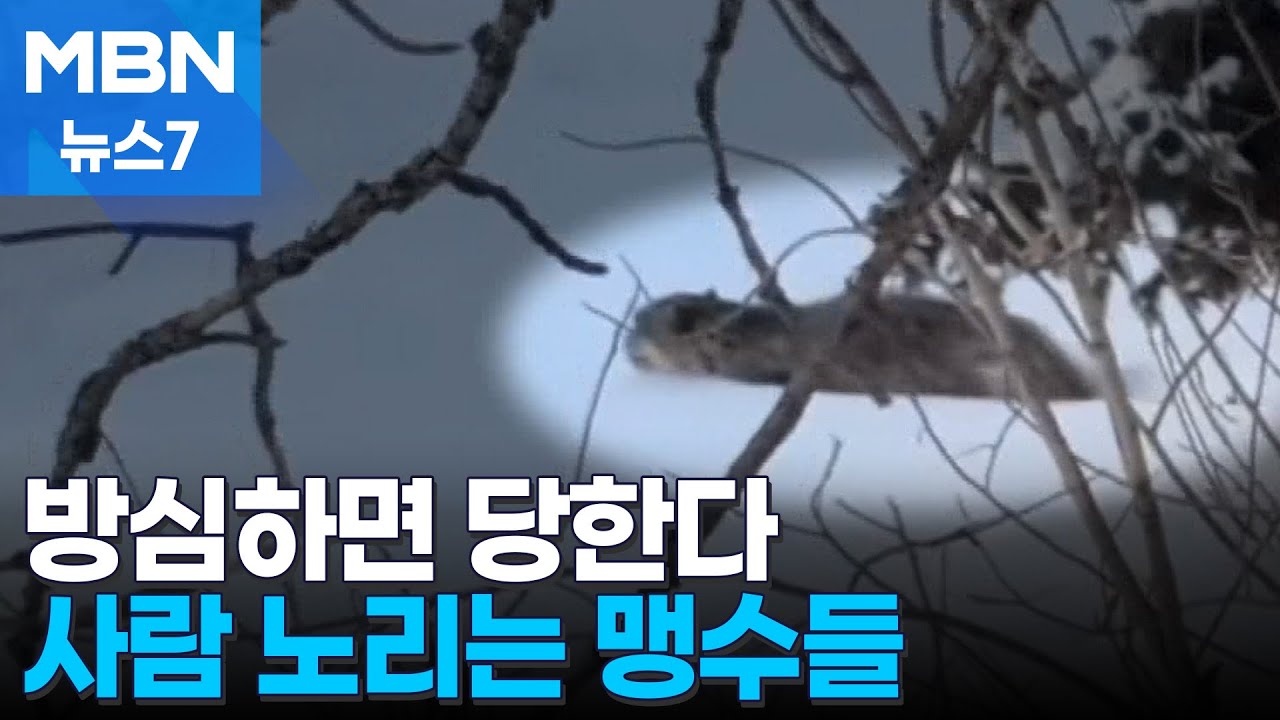 북서엔 설표, 동북엔 호랑이&hellip;사람 공격하는 야생동물들 [MBN 뉴스7]