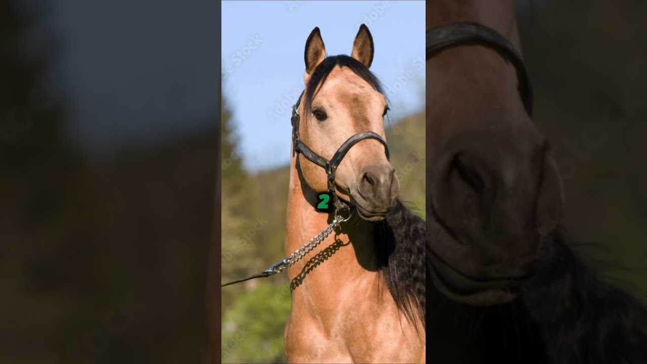 Top 3 Fastest Horse Breeds In The World #shorts