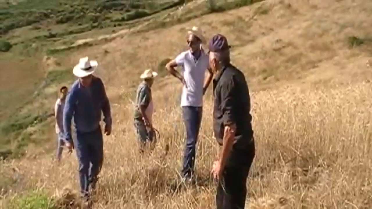 Lievito Madre con Farina di Tumminia