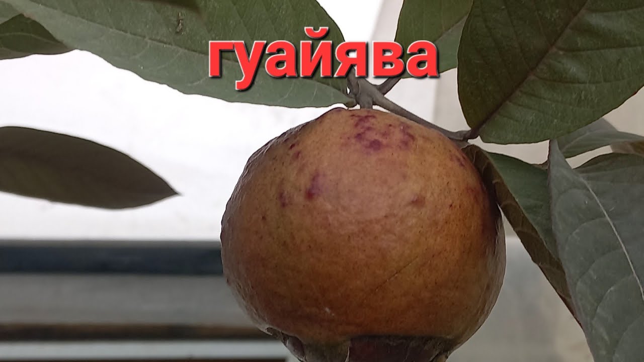 Красная гуава. Крупные плоды, приятный вкус.