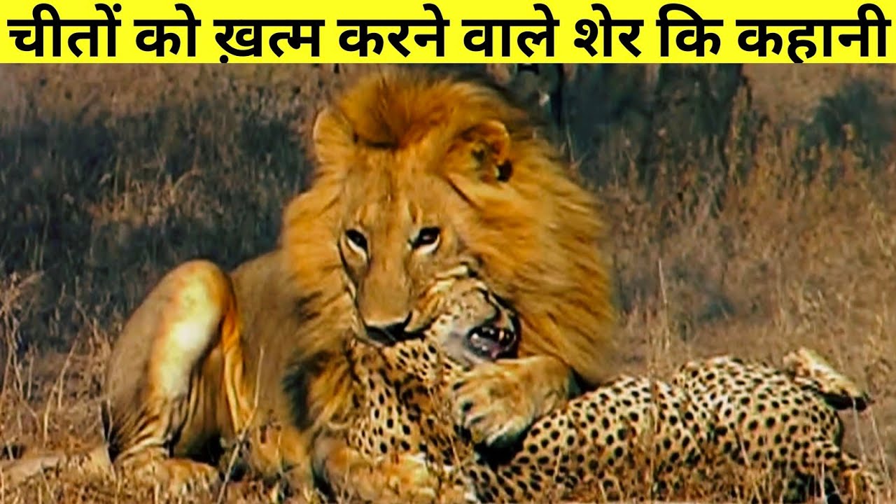 क्यों ख़त्म कर रहा था ये शेर चीतों को 🤔❓|| The True Story Of Cheetah Killer Lion ||