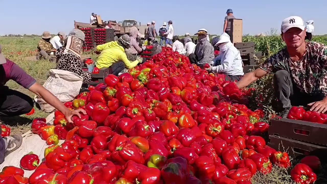 Кизил 🌶️🥭Болгар калампири