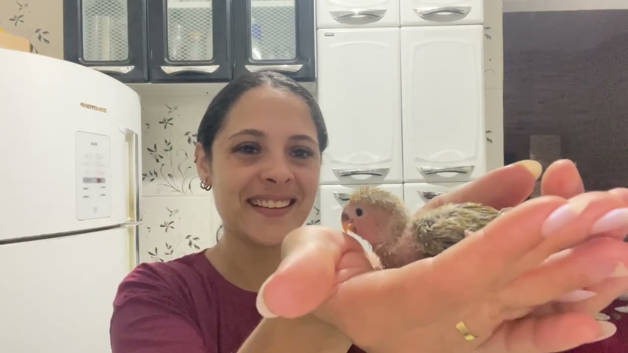 Como alimentar filhotes de Agapornis Roseicollis 