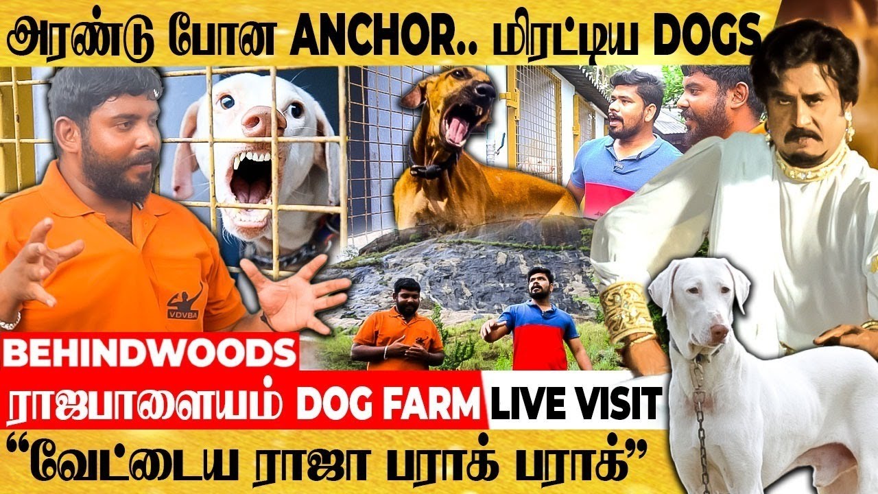 'Anchor-ஐ கடிக்க பாய்ந்த அசுரன் நாய்..!' ராஜபாளையம் DOG FARM LIVE VISIT
