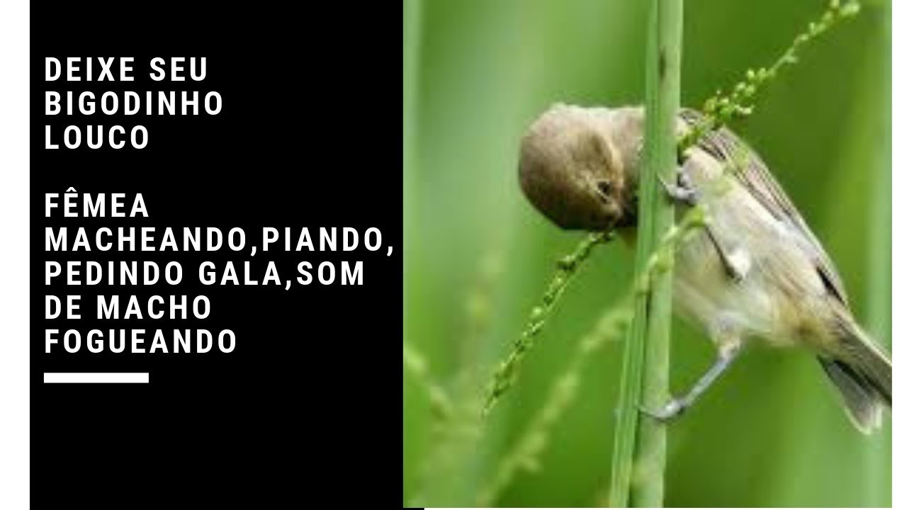 Deixe seu Bigodinho louco em 10 minutos