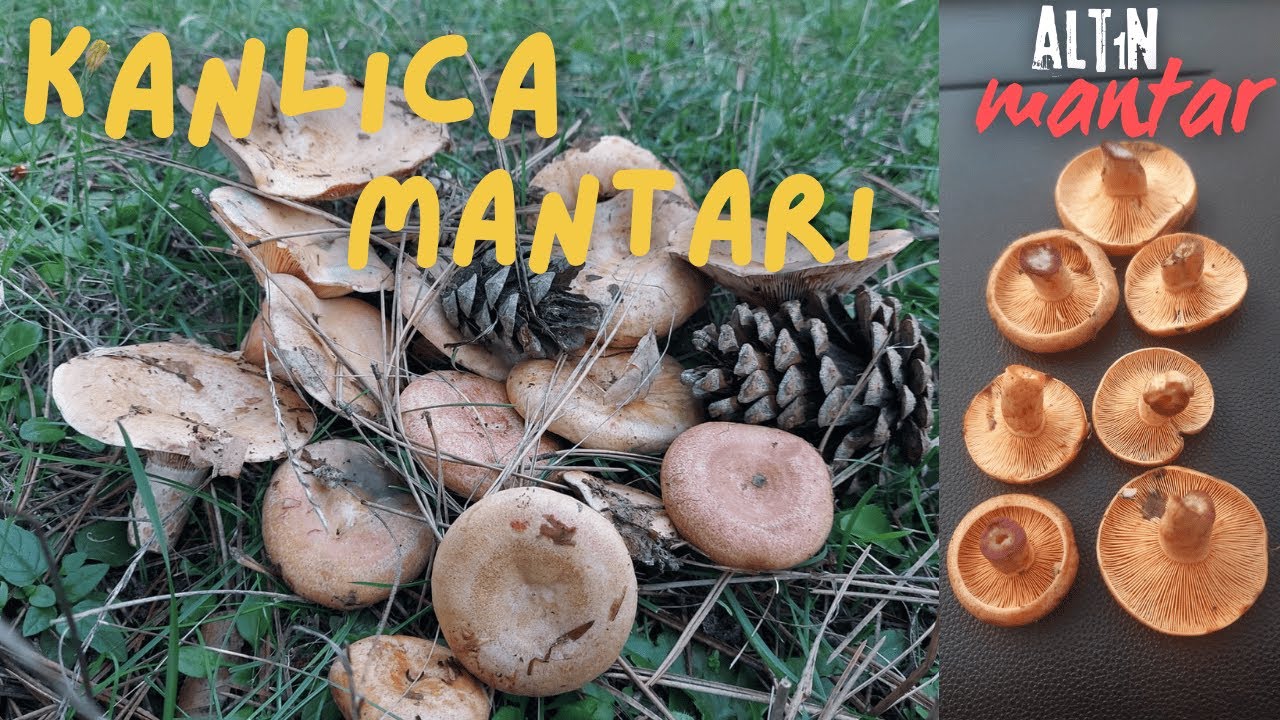 KANLICA MANTARI TOPLAMA 2 (Mantar avı, Çintar Mantarı, Çam Mantarı) | 2 GÜNLÜK KÖY HAYATIMIZ