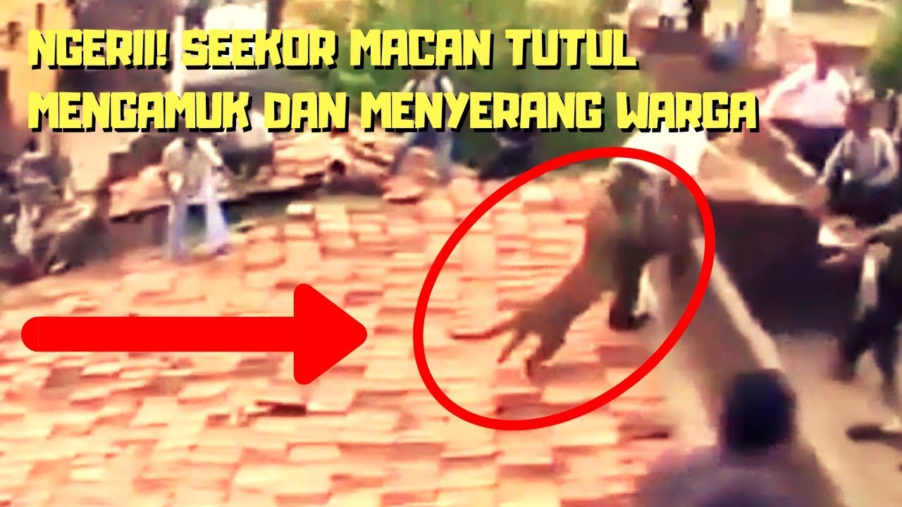 MENGERIKAN! Macan Tutul Buas Serang Warga Desa (Video Kompilasi)