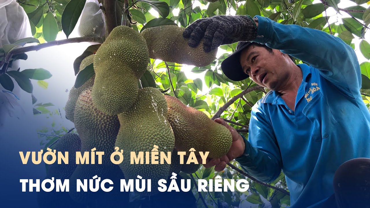 Vườn mít lạ ở miền Tây thơm nức mùi sầu riêng, ruột 3 màu hấp dẫn