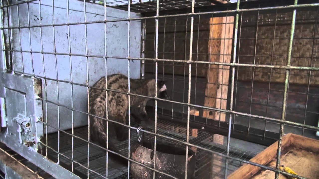 Niezwykly Swiat - Indonezja - Kopi Luwak