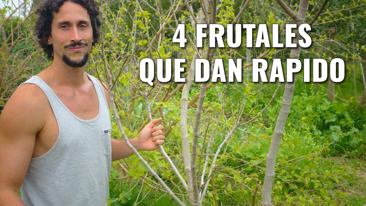 4 FRUTALES RESILIENTES que producen RAPIDO - Permacultura & Sintropia