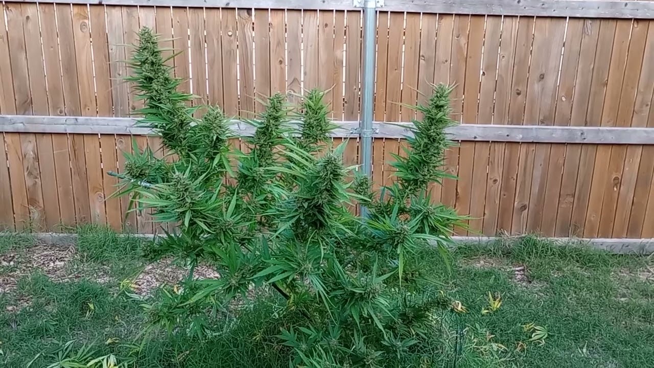 season 3 episode 16 // 9/28/2023 Weed porn time! Organic outdoor marijuana!