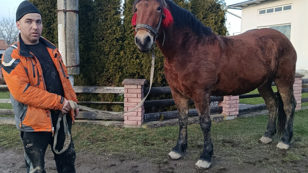 💥ГАРНА РОБОЧА🐎МОЛОДА КОБИЛА🔥У ВІКТОРА ЯКІБЧУКА🎯🎸