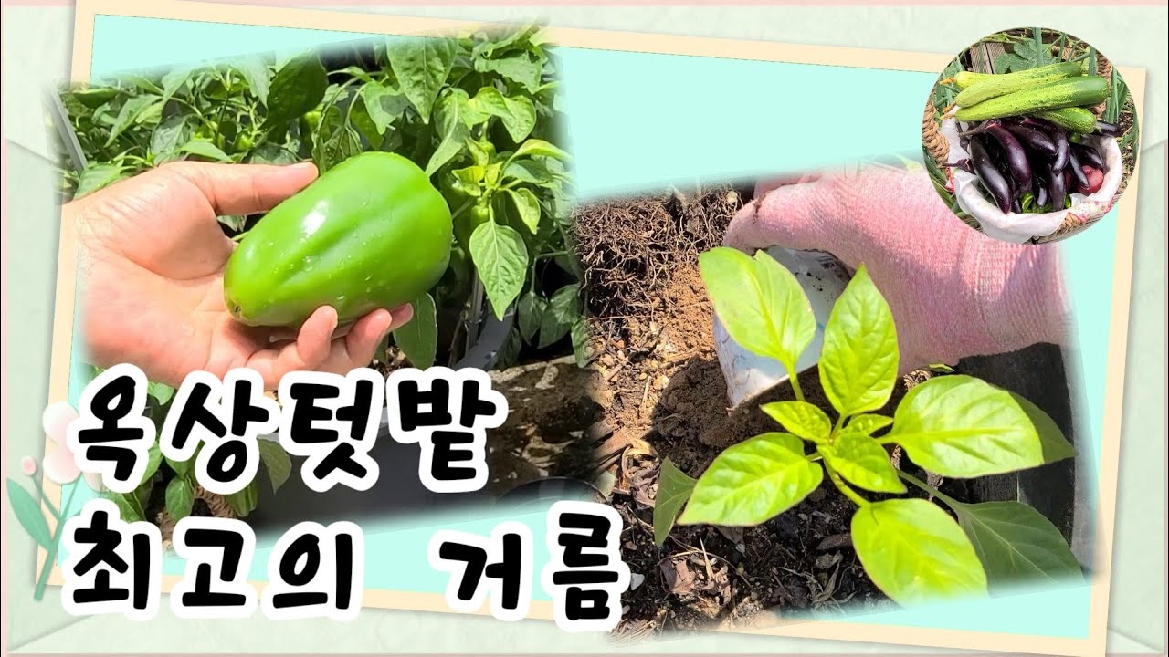Manure for the garden / We inform you of the best manure for the roof garden [rooftop farm of Korea]