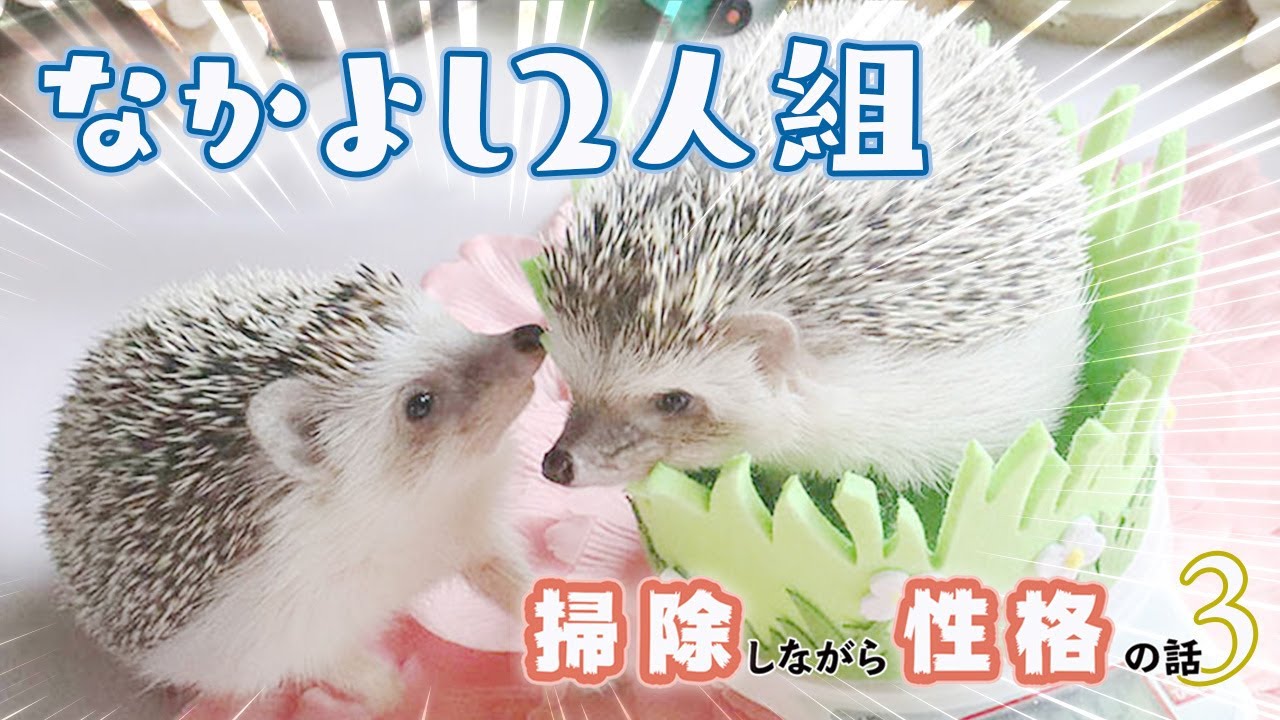 なかよしハリネズミのふたり暮らし―ケージを掃除しながら性格の話3