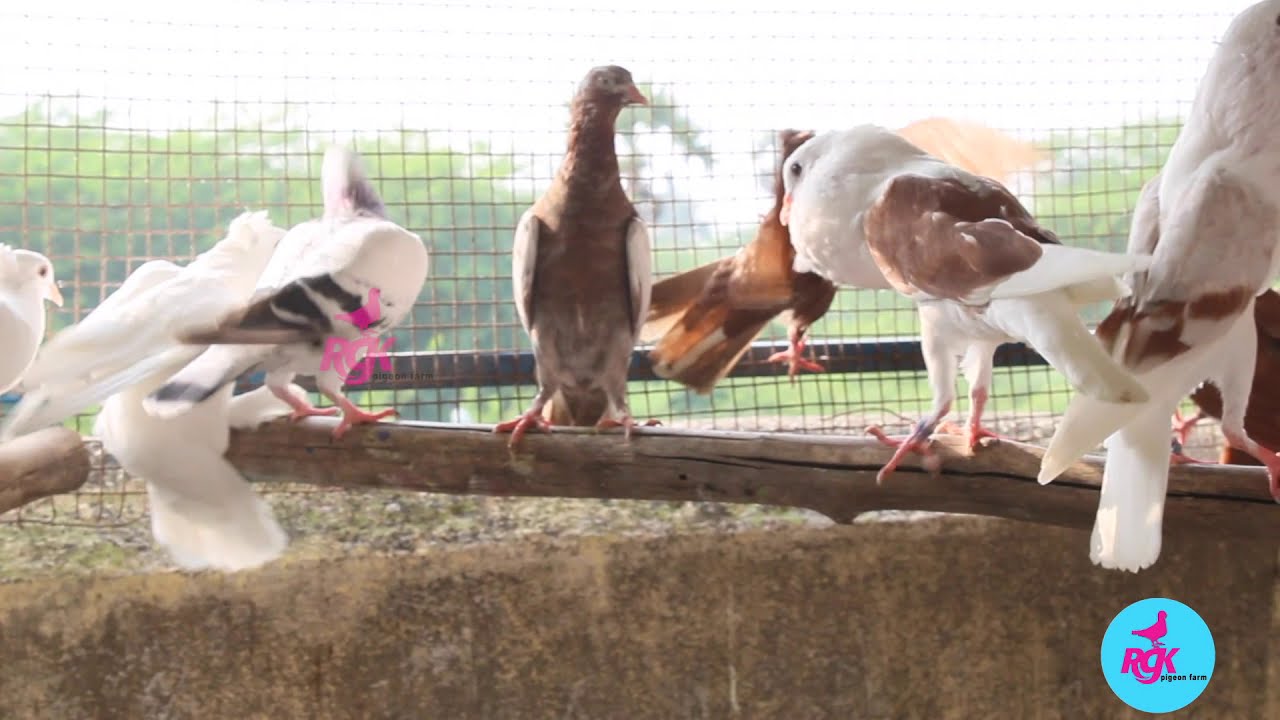 SIMPLE COLONEY SETUP FOR YOUNG PIGEON