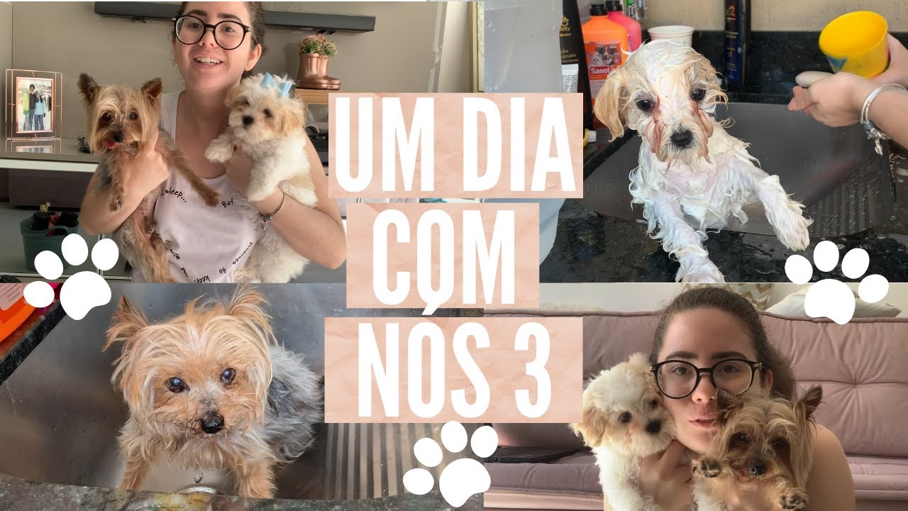 VLOG dando BANHO nos CACHORROS (YORKSHIRE E MALTES) | Isabelle Oliveira