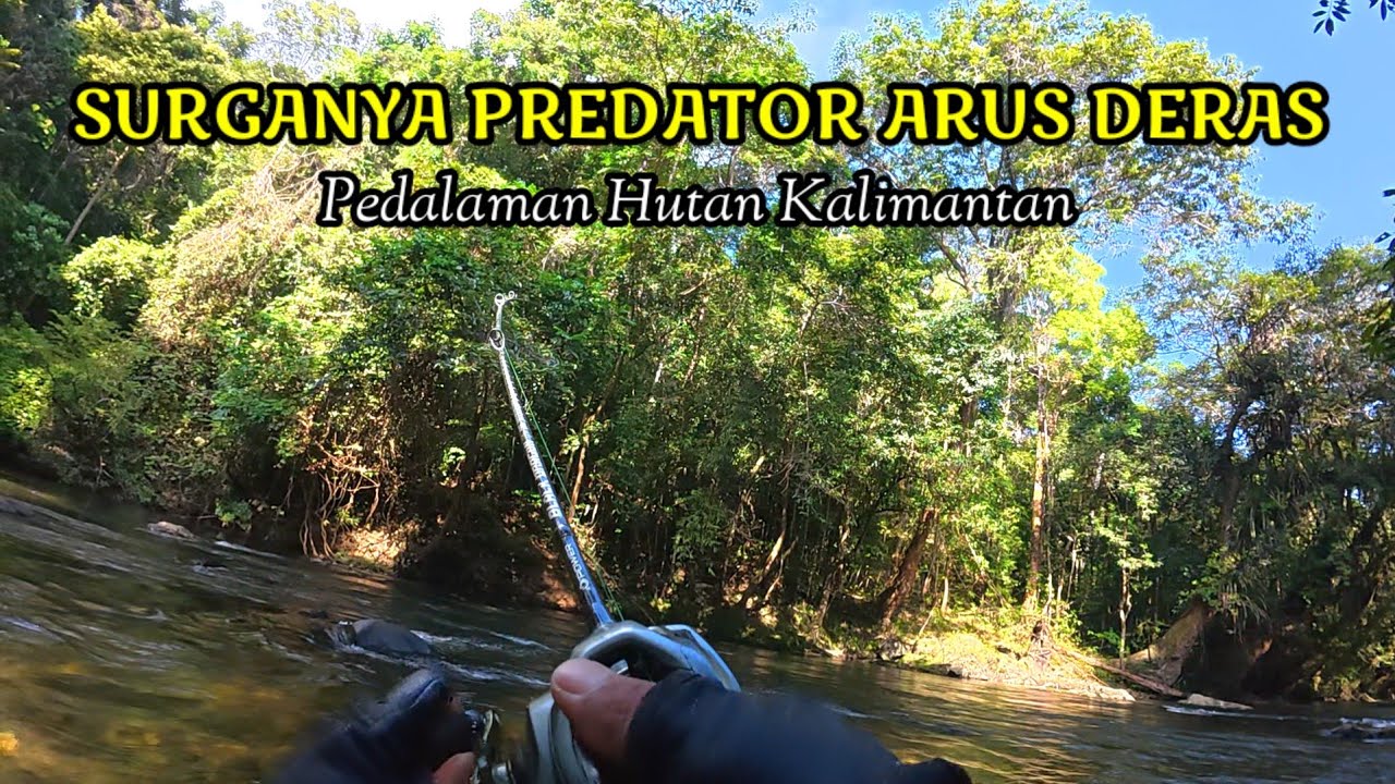 SAMPAI DOUBLE STRIKE‼️SURGANYA PREDATOR ARUS DERAS TERSEMBUNYI DIPEDALAMAN HUTAN KALIMANTAN