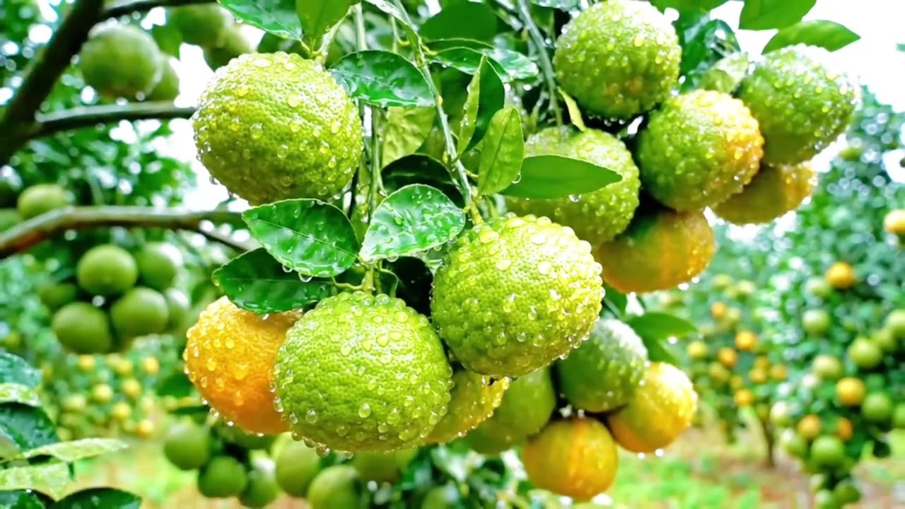 Kunjungan kekebun jeruk,buah nya luar biasa bnyak