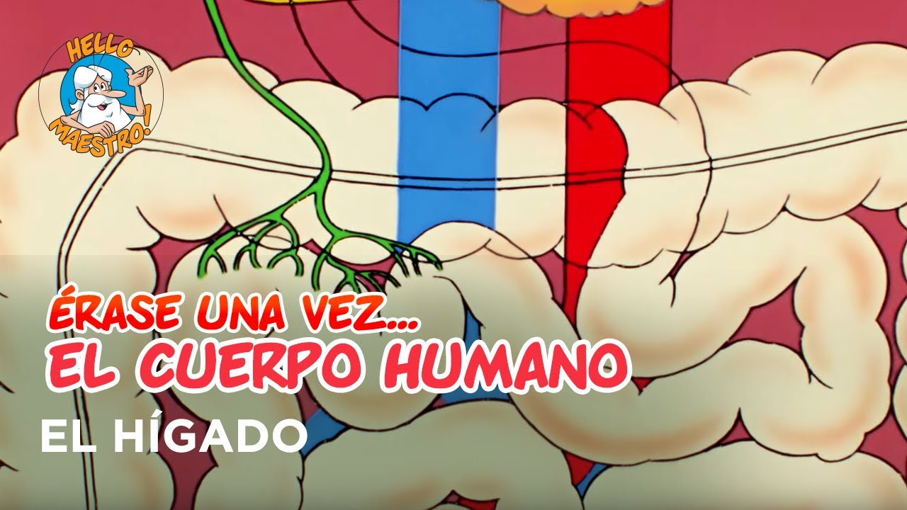 Erase Una Vez... El Cuerpo Humano - El hígado