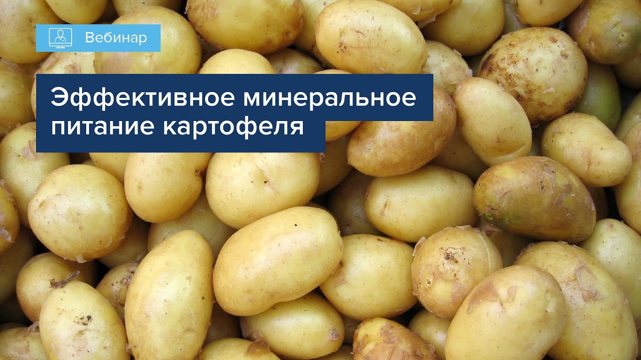 ВЕБИНАР 