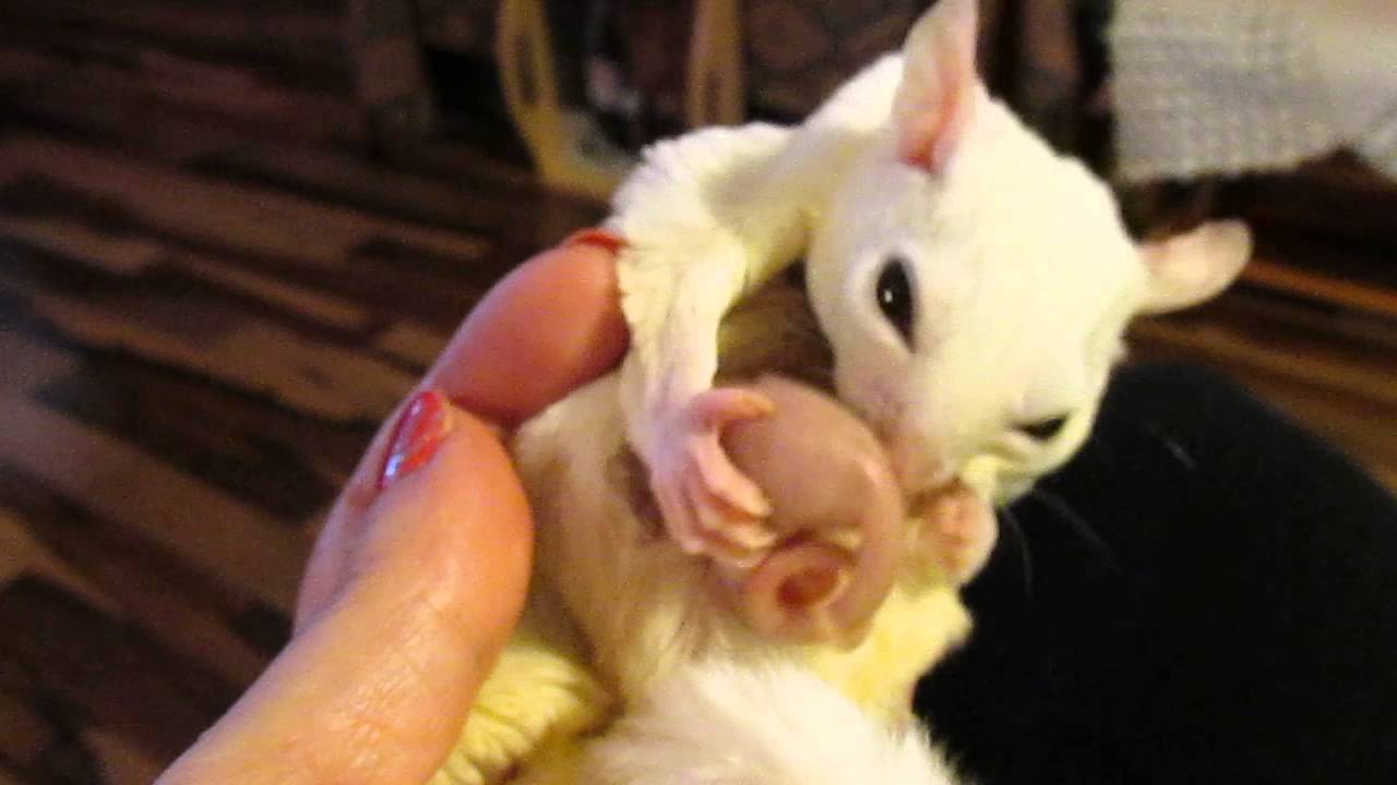 Sugar Glider having joeys. RARE video!