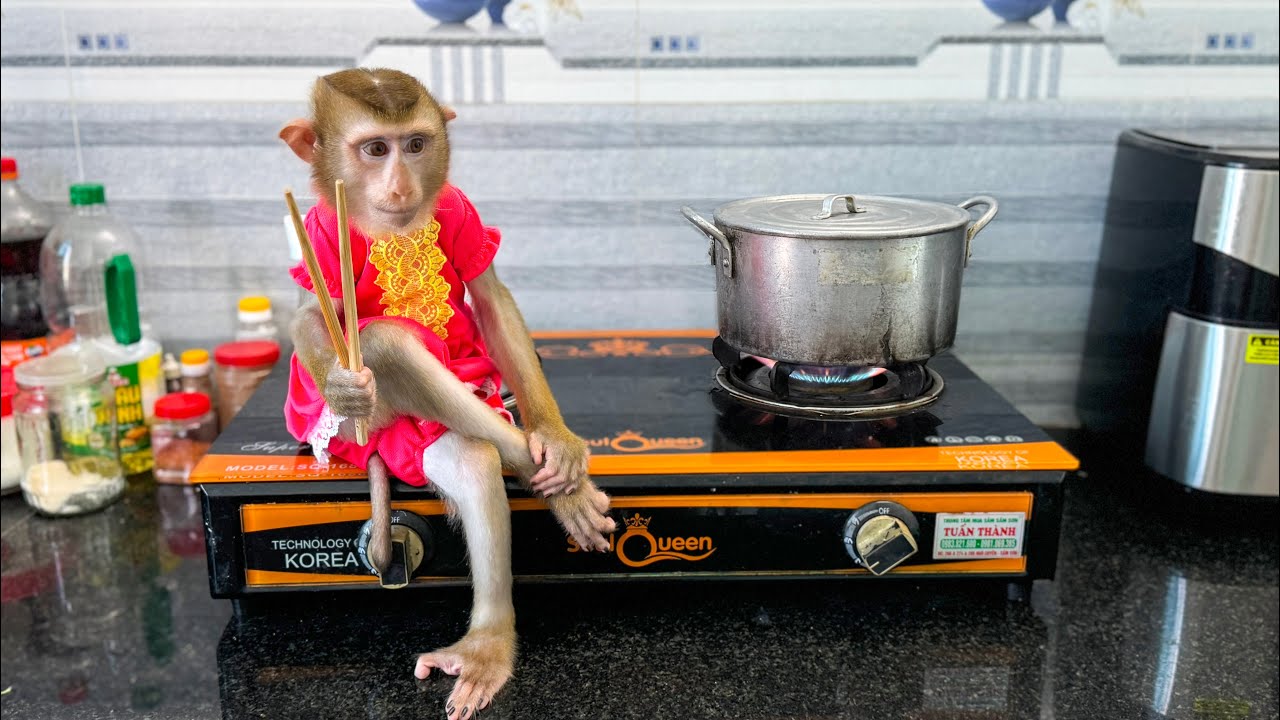 Super Chef! Monkey Kaka will show off her cooking skills today