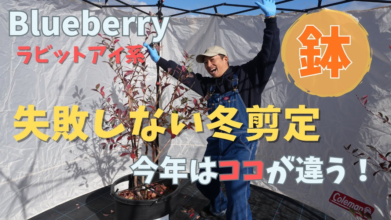 【冬剪定】ラビットアイ系ブルーベリー小さい苗から大きい苗まで剪定方法を徹底解説します