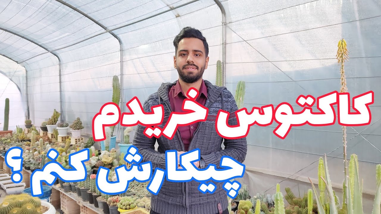 کاکتوس خریدم چیکارش کنم | اقدامات بعد از خرید کاکتوس | آموزش نگهداری کاکتوس