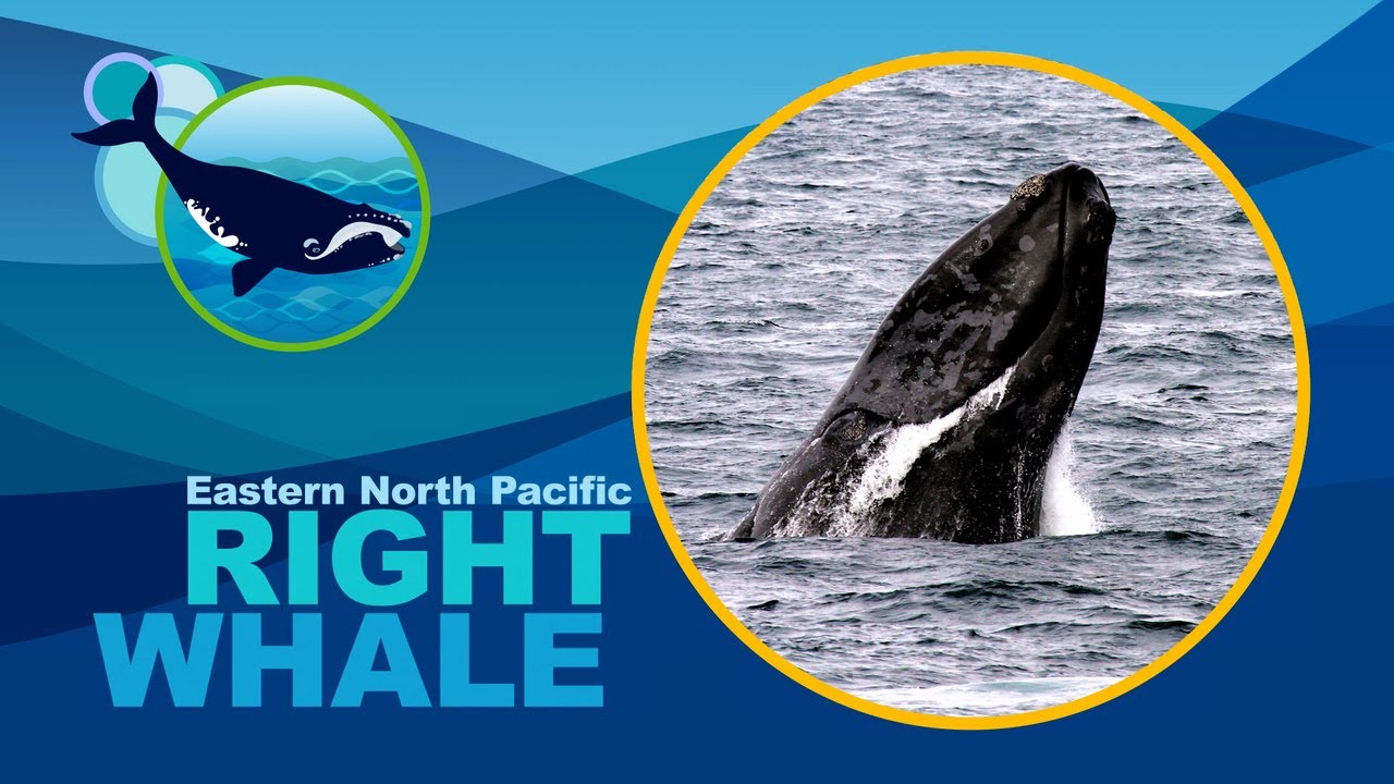 Right Whales of the Pacific