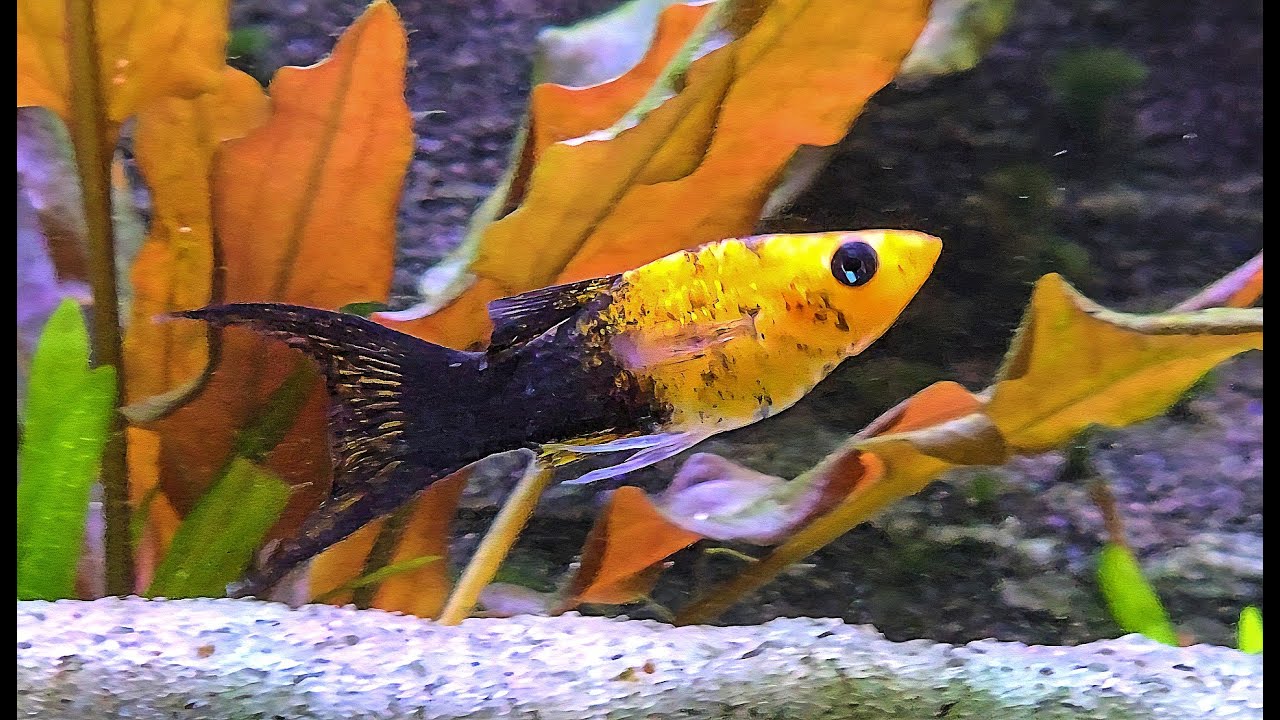 🐟Male Gold Dust Molly in the Aquarium 🐟Freshwater Fish