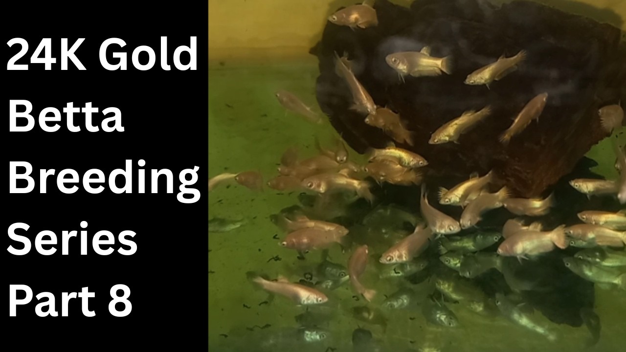 24K Gold Betta Fish Breeding Part (8) ရွှေရောင်တိုက်ငါးသားဖောက်နည်း အပိုင်း(၈)