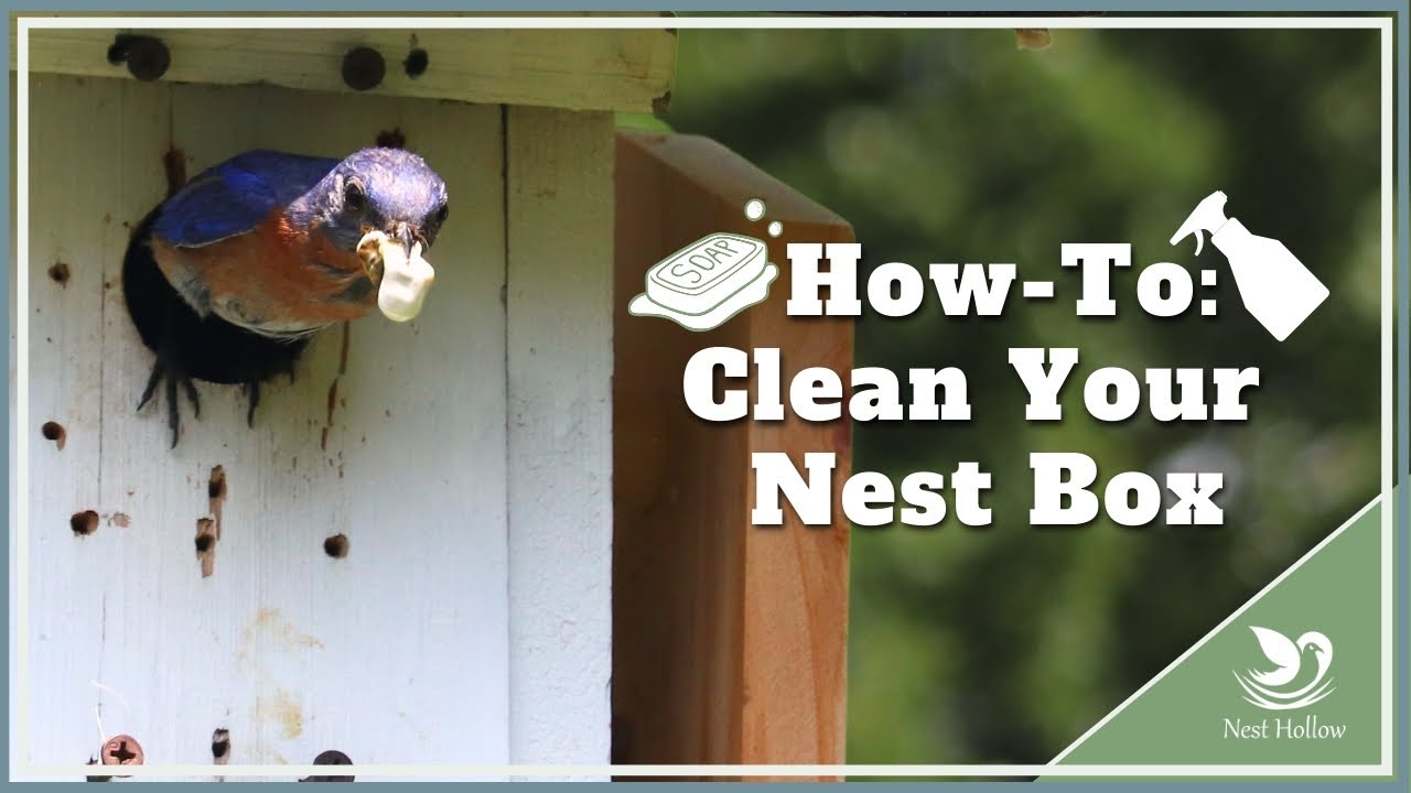 How, When And With What To Clean Bird Nest Boxes