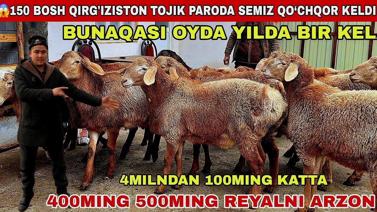 😱150Bosh Qirg’iziston Tojik Paroda 400Ming 500Mingdan Arzon Bunaqasi Oyda Yilda Bir Keladi sh